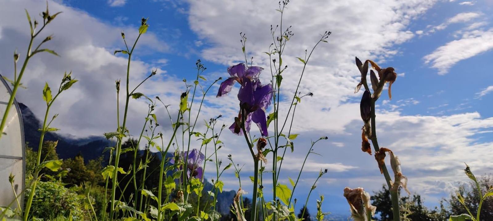 Kraft Tanken In Gruener Oase Mit Grossem Wohnraum Und Riesigem Garten Dornbirn
